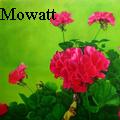 Darlene Mowatt - Geraniums - Oil Painting
