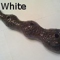 Jacob Allen White - serpents tune - Sculpture
