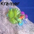 Patricia Kramer - fish under a lily pad Ring - Jewelry
