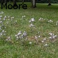 Stanger Moore - Fairy Ring - None