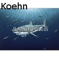 JeremyLeeKoehn